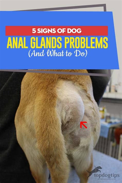 anal gland leak|What To Do If Your Dogs Anal Glands Are Leaking